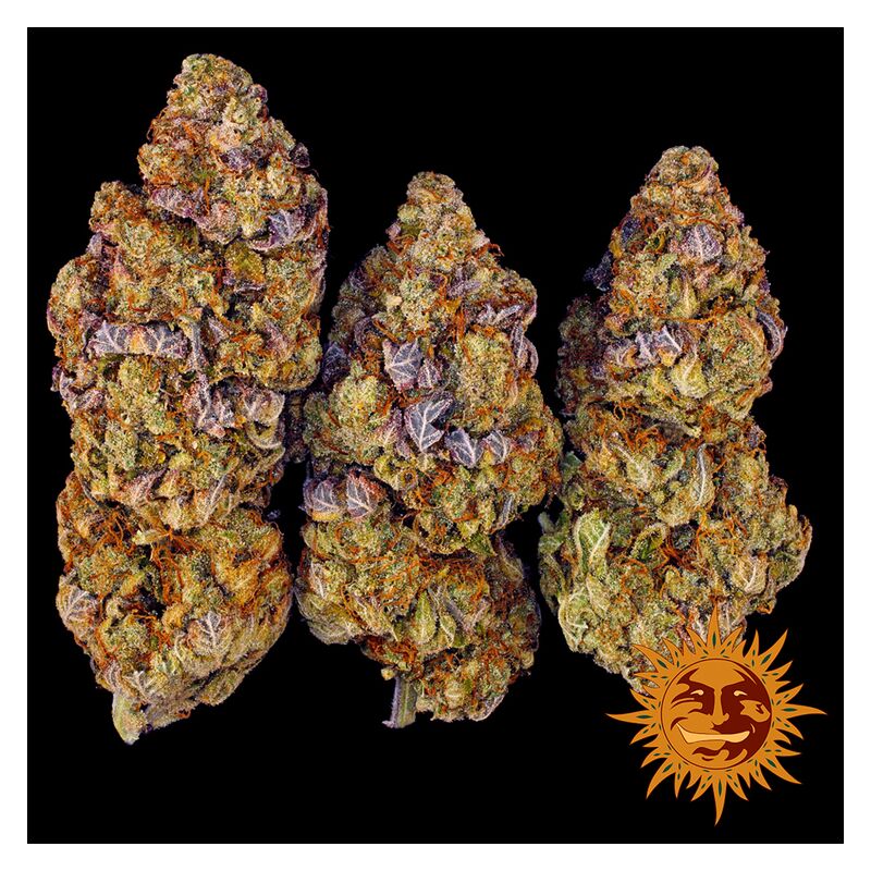 Mimosa EVO, Фасовка: 5, изображение 13